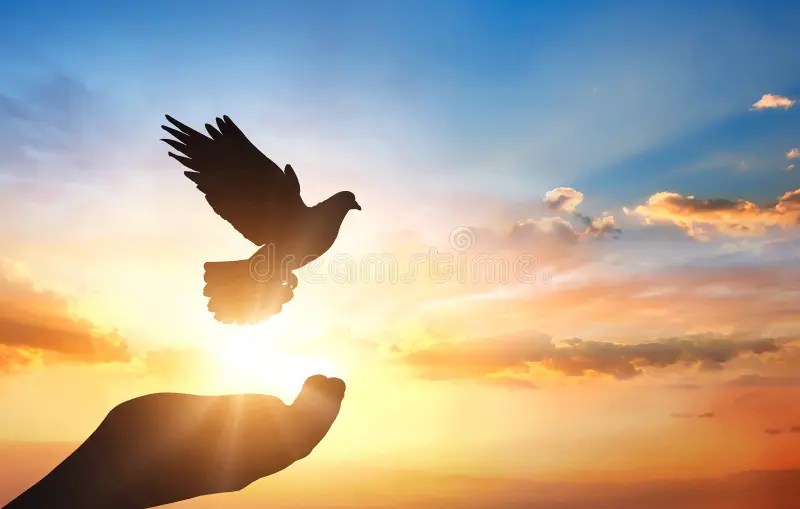 Forgiveness, Doves, and The&nbsp;Chosen